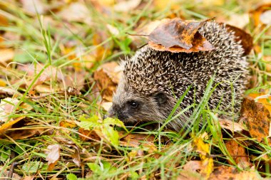 Hedgehog in the autumn forest crawling through old grass clipart