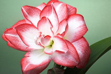 Amaryllis Güzelavrat otu.