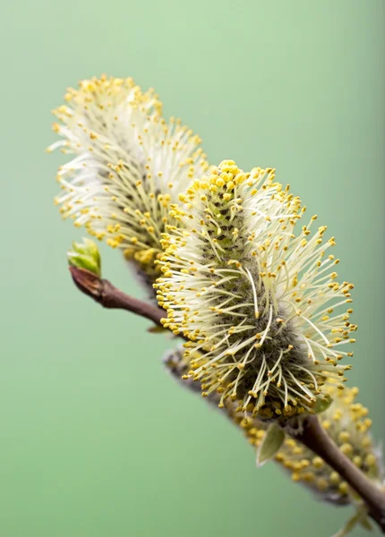 Větev s salix květ s listy na zeleném pozadí. — Stock fotografie