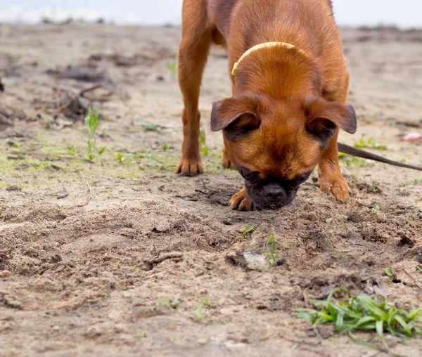 Petit brabancon dog on walk sniffing the ground — Stock Photo, Image