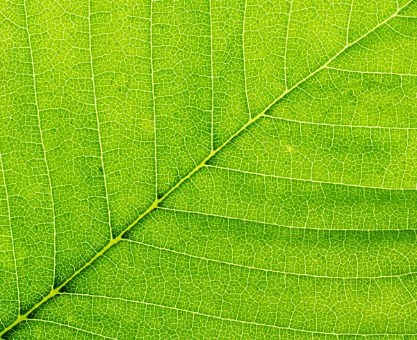 Leaf of a plant closeup. Macro. — Stock Photo, Image