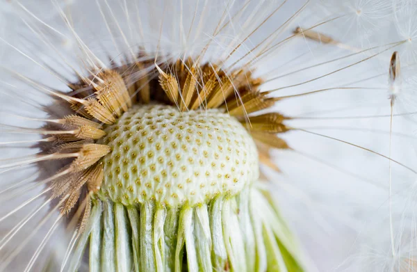 Одуванчик. Макрофотография семян на светлом фоне . — стоковое фото