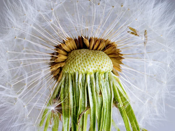 O dente-de-leão. Macro foto de sementes sobre fundo claro . — Fotografia de Stock