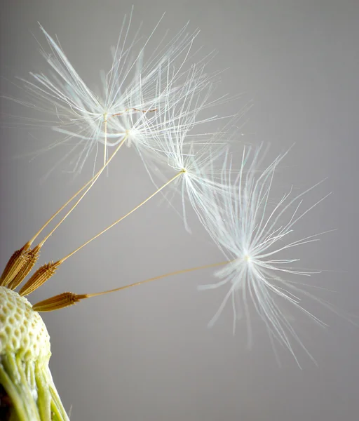 Лысый одуванчик. Макрофотография семян на светлом фоне . — стоковое фото