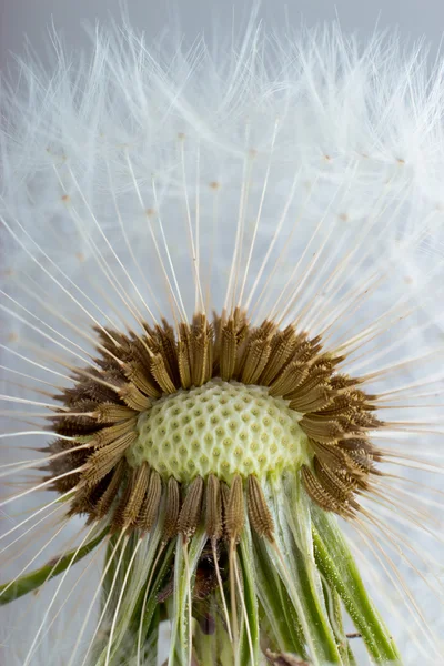 Löwenzahn. Makroaufnahme von Samen vor hellem Hintergrund. — Stockfoto