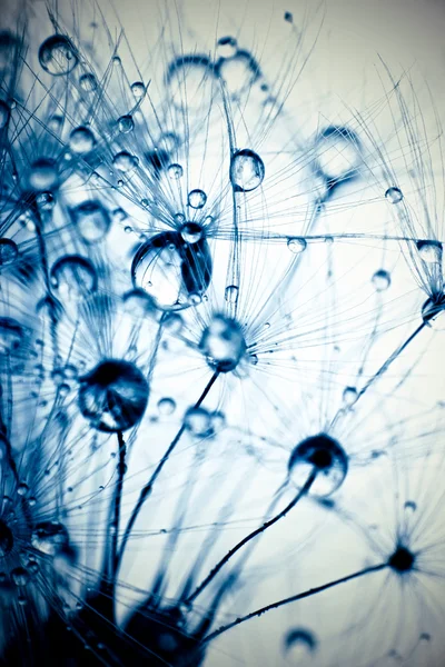 Foto macro abstracta de semillas de plantas con gotas de agua . — Foto de Stock