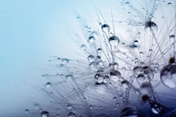 Foto macro abstracta de semillas de plantas con gotas de agua . —  Fotos de Stock