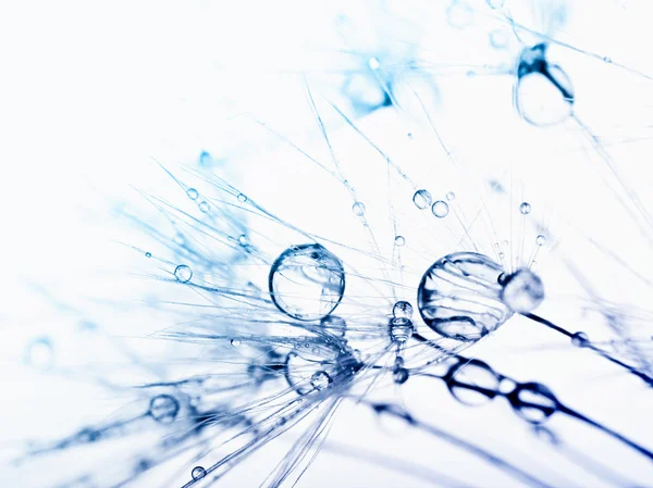 Abstrakt makro foto av frön med vatten droppar水与植物种子的抽象宏照片滴. — Stockfoto