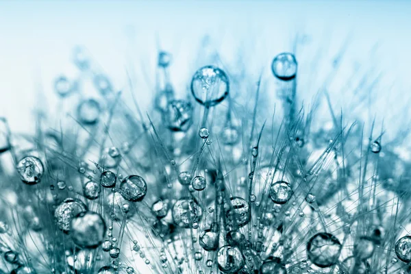 Абстрактная макрофотография семян растений с капельками воды . — стоковое фото