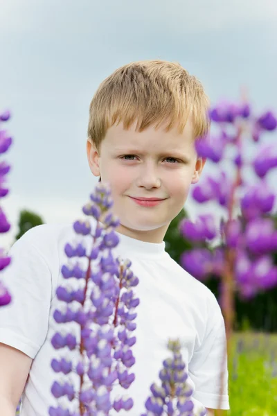Cute boy in lupine field in sunny day — Stock Photo, Image