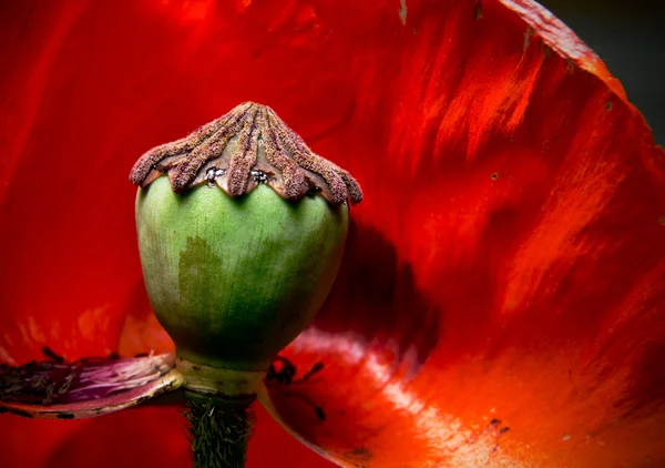 Streszczenie czerwony otwarty kwiat maku. makro. — Zdjęcie stockowe