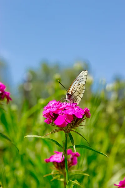 La farfalla bianca su un fiore viola su erba e cielo sfondo — Foto Stock