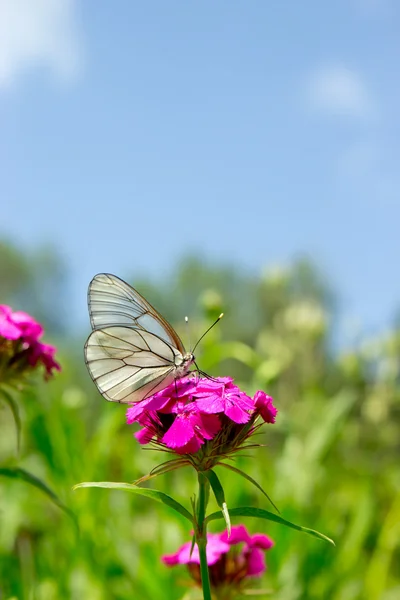 La farfalla bianca su un fiore viola su erba e cielo sfondo — Foto Stock