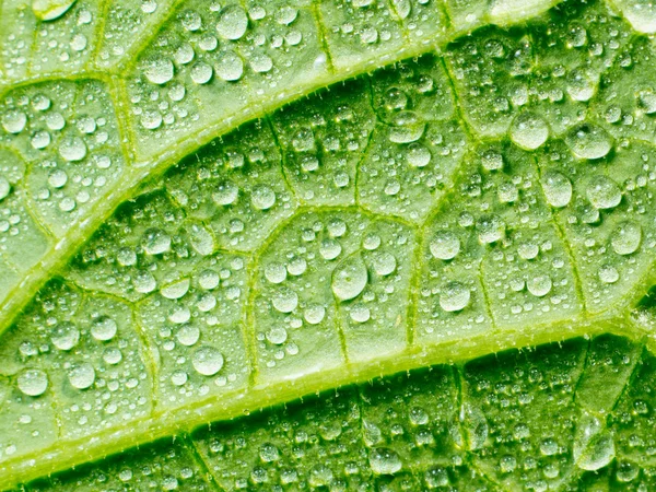 Abstraktes grünes Blatt mit Wassertropfen. — Stockfoto