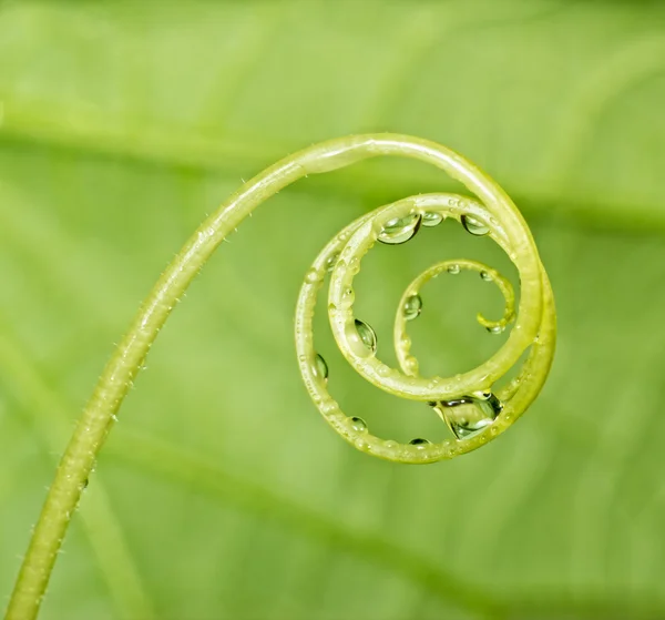 Abstract yellow plant swirl over green leaf with water drops. — Stock Photo, Image