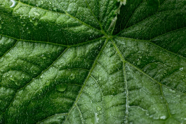 Cucumber's leaf of a plant closeup. Macro. — Stock Photo, Image