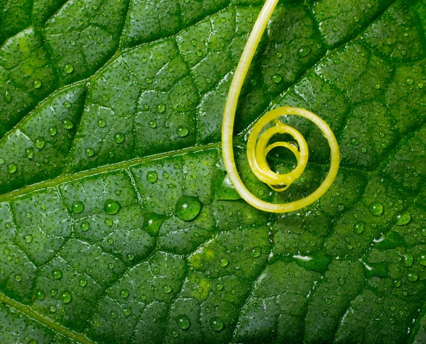 Abstract yellow plant swirl over green leaf with water drops. — Stock Photo, Image