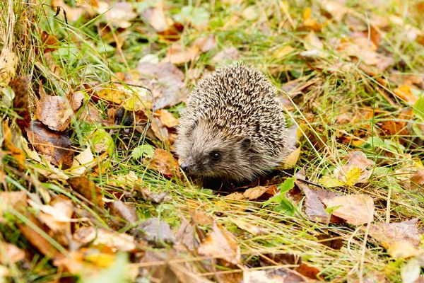 Az őszi erdő másznak át régi füvet Hedgehog — Stock Fotó