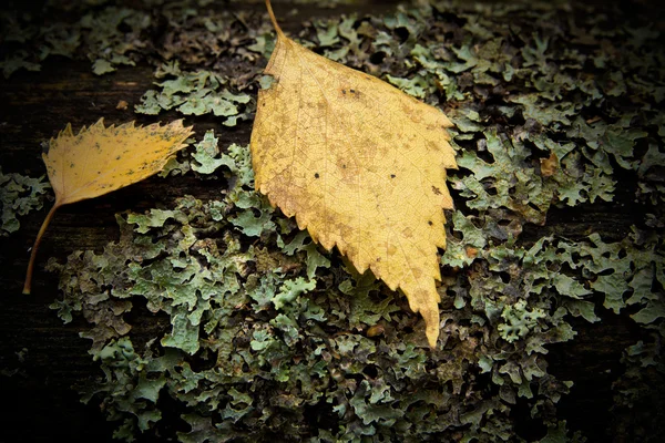 Stock image The dramatic photo of yellow leaf lying on a log with moss.