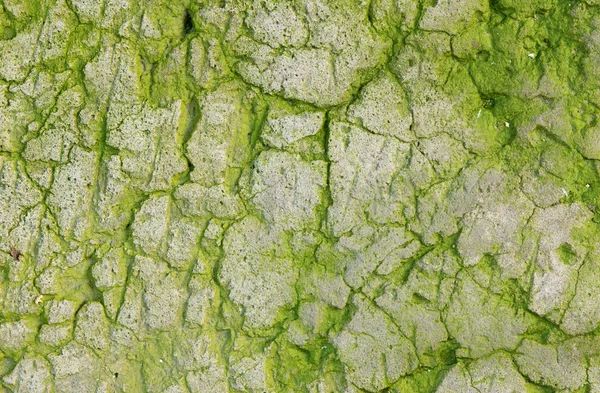 stock image The old concrete abstract texture with cracks and green mold.