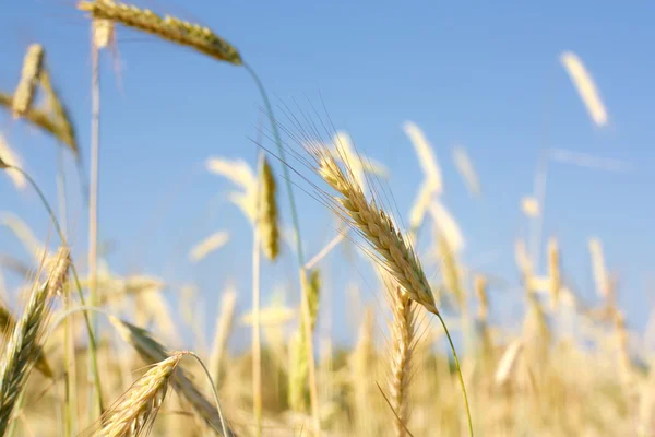 stock image Young rye against the clear blue sky