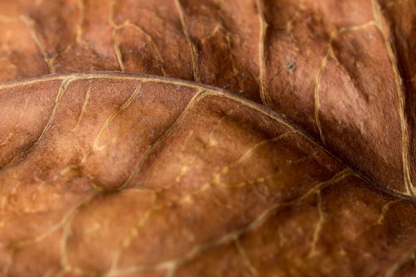 Abstract autumn composition. Old leaf texture. Macro. — Stock Photo, Image