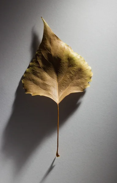 stock image Abstract Autumn composition with an old leaf with an elegant shadow in a mi