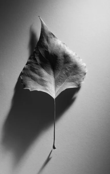Αφηρημένη σύνθεση φθινόπωρο με μια παλιά φύλλα με ένα κομψό σκιά σε ένα mi — Φωτογραφία Αρχείου