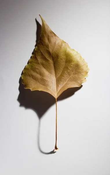 Eski bir yaprak ile sonbahar kompozisyon ağacı ile zarif bir soydan soyut — Stok fotoğraf