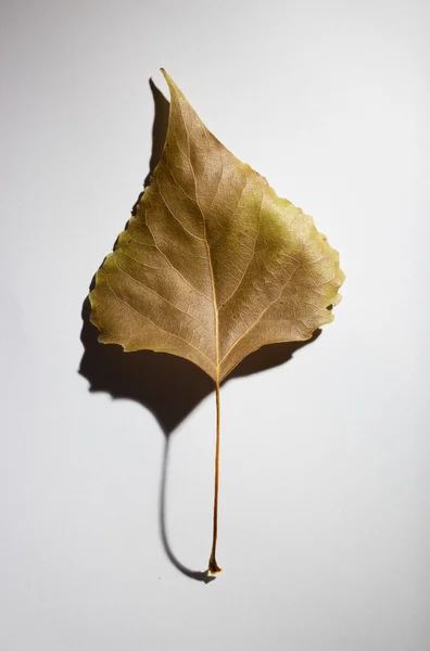 Abstract Autumn composition with an old leaf with an elegant shadow in a mi — Stock Photo, Image