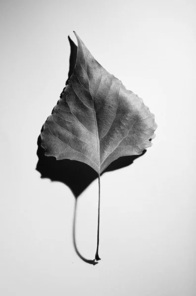 Abstraktní podzimní kompozice — Stock fotografie