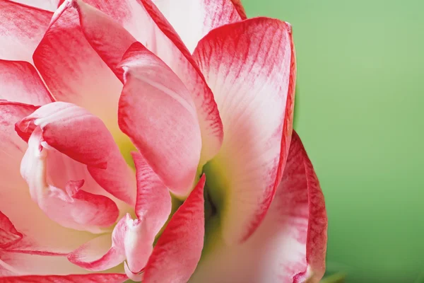 Amaryllis belladonna. — Stock fotografie