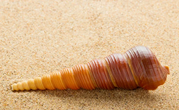Sea ​​shell lying on the pure yellow sand. Macro. Copy-space. — Stock Photo, Image