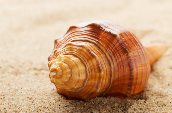 stock image Sea ​​shell lying on the pure yellow sand. Macro. Copy-space.