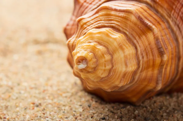 Sea ​​shell lying on the pure yellow sand. — Stock Photo, Image