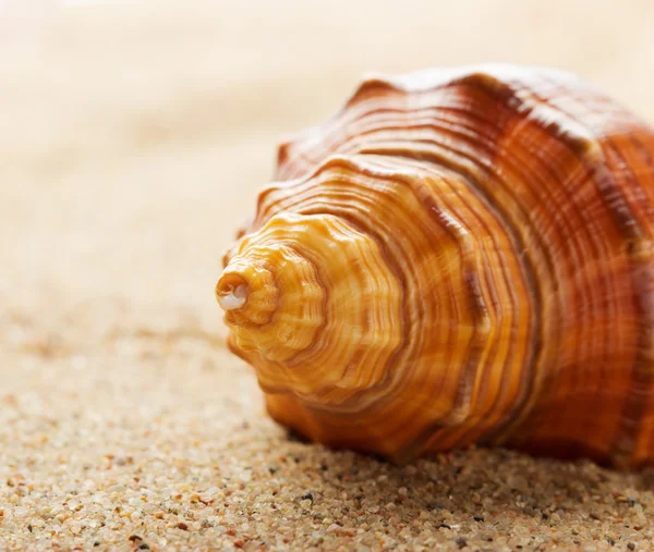 Sea ​​shell lying on the pure yellow sand. Macro. Copyspace. — Stock Photo, Image