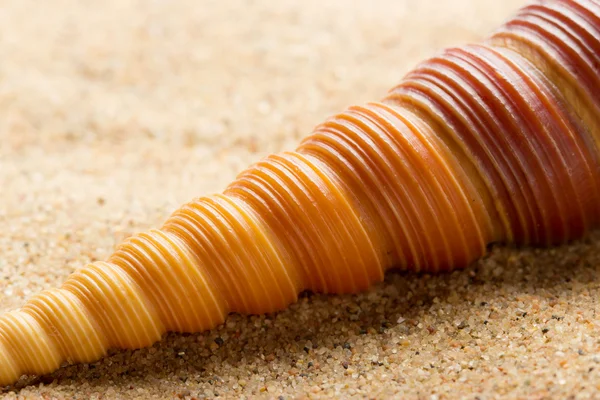 Sea ​​shell lying on the pure yellow sand. — Stock Photo, Image