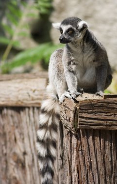 Lemur güneşte rahatlatıcı