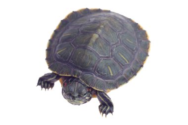 Turtle clipart