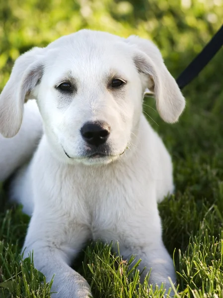 White lab puppy