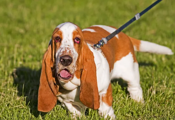 Basset hound — Stockfoto