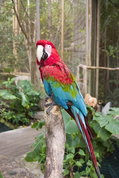 Red and blue parrot — Stock Photo, Image