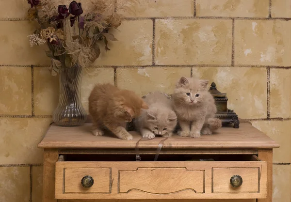 Kattungar leker Royaltyfria Stockfoton