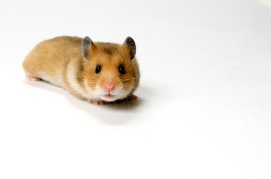 meraklı hamster
