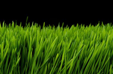 Green grass side view at night clipart