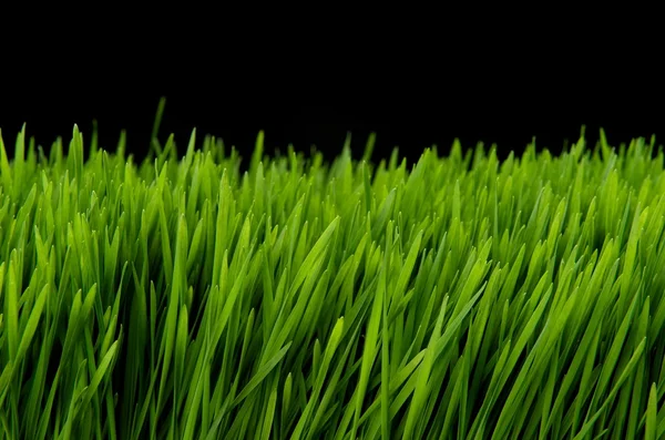 stock image Green grass side view at night