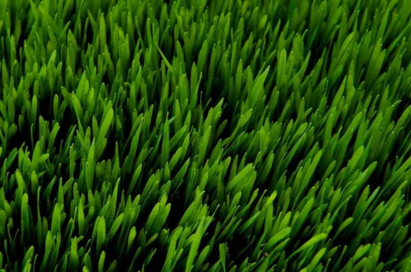 stock image Green grass top view at night