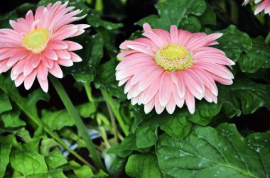 güzel pembe çiçekler---gerbera jamesonii