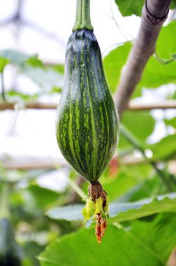 Cucurbita moschata