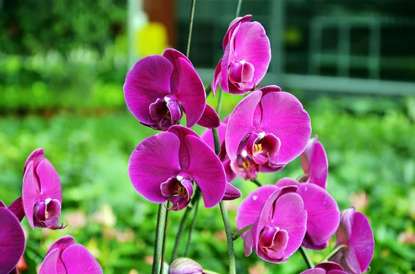 Vackra rosa blommor---orkidé — Stockfoto
